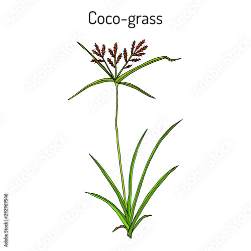 Coco-grass Cyperus rotundus , medicinal plant
