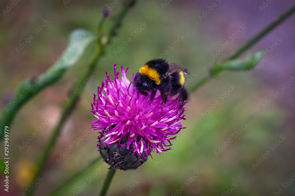 A large shaggy bumblebee collects nectar from a burdock flower. A large shaggy bumblebee collects nectar from a burdock flower.