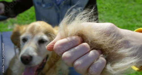 Fist of hairs from combing fur of old golden retriever dog