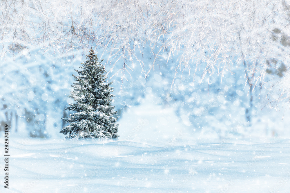 Fototapeta premium tree covered with snow among a snowy forest, winter morning in the forest