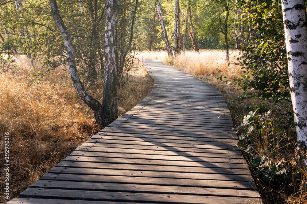Wooden path at sunset golden hour leading through a dry swamp. Peaceful quiet evening scenery. Dry grass and birch trees lightened by backlight sunlight. Wooden path at sunset golden hour leading through a dry swamp. Peaceful quiet evening scenery. Dry grass and birch trees lightened by backlight sunlight.