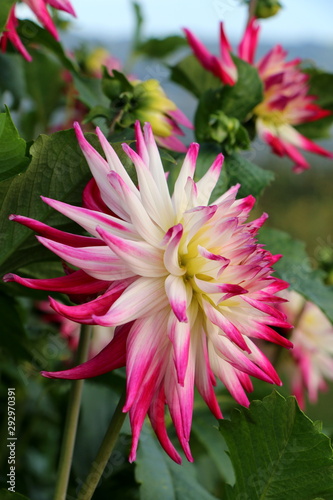 Dahlien in einem Garten im Sommer