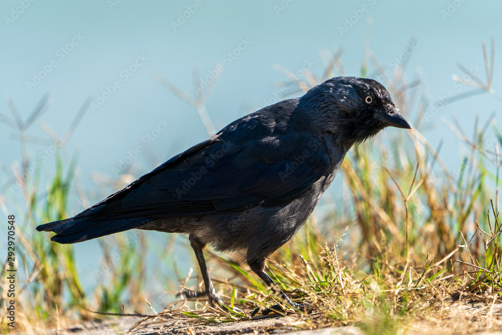 Fototapeta premium schwarzer Vogel im Gras