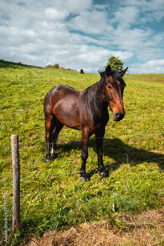 junges schönes Pferd auf einer Koppel, neugierig am Zaun stehend