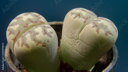 Lithops dorotheae is a species of Lithops found in South Africa.  photo