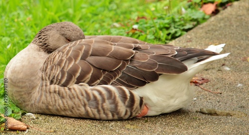 sleeping goose on the edge of the road © Stefan