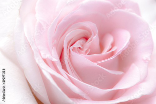 lovely romantic pick rose background