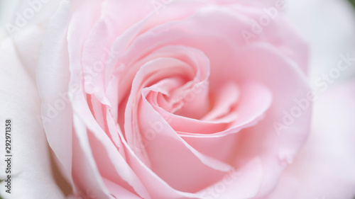 lovely romantic pick rose close-up
