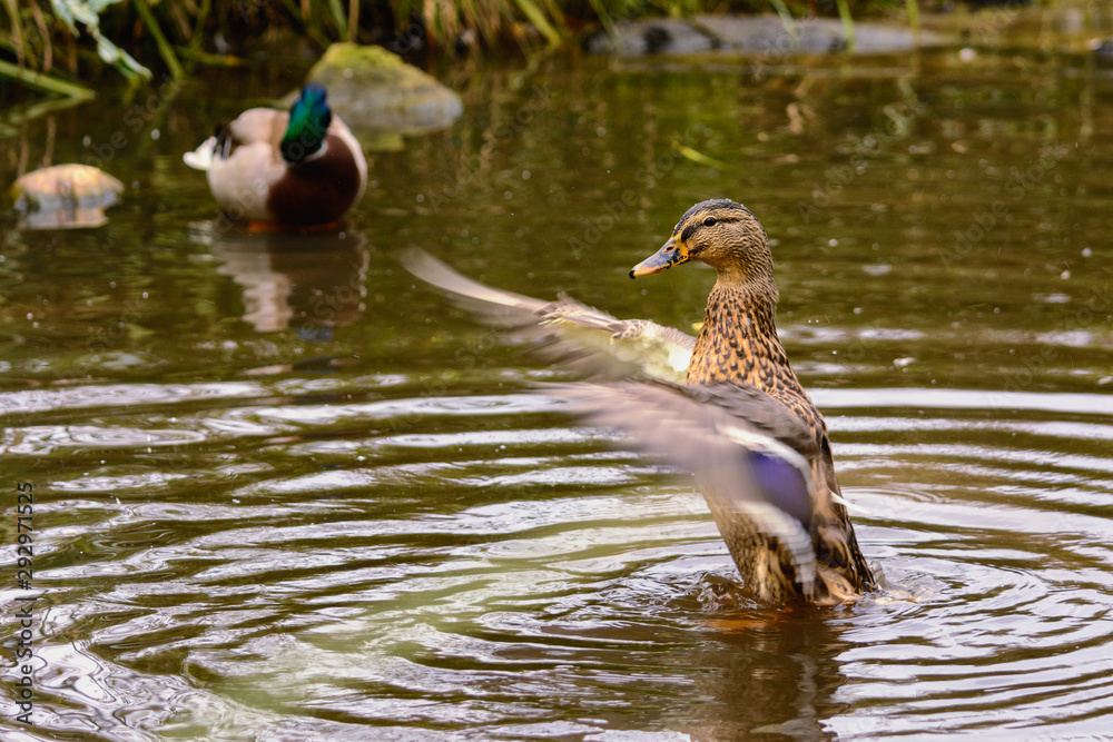 Obraz premium Duck in the autumn pond flapping its wings trying to take off