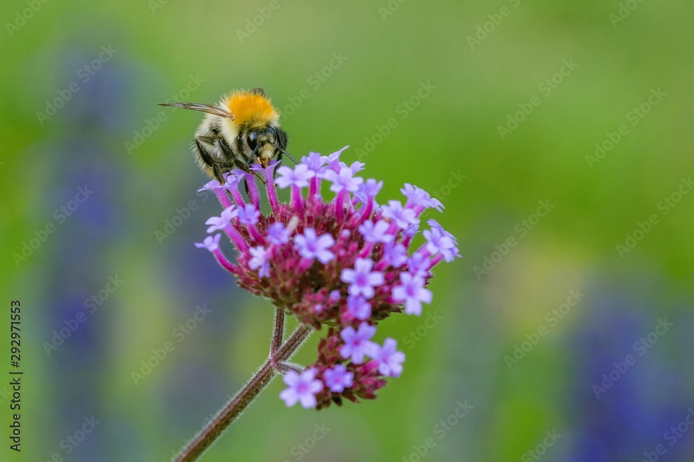 Orange and black bee sitting on violet flower collecting pollen. Blurry green and blue background. Orange and black bee sitting on violet flower collecting pollen. Blurry green and blue background.