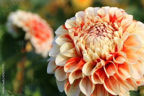 Dahlien in einem Garten