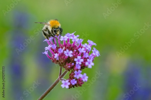 Orange and black bee sitting on violet flower collecting pollen. Blurry green and blue background.