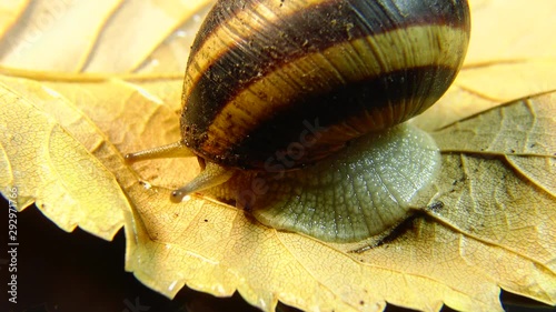 Helix pomatia, common names the Roman snail, Burgundy snail, edible snail or escargot. The snail slowly creeps on a leaf. Fauna of Ukraine. photo