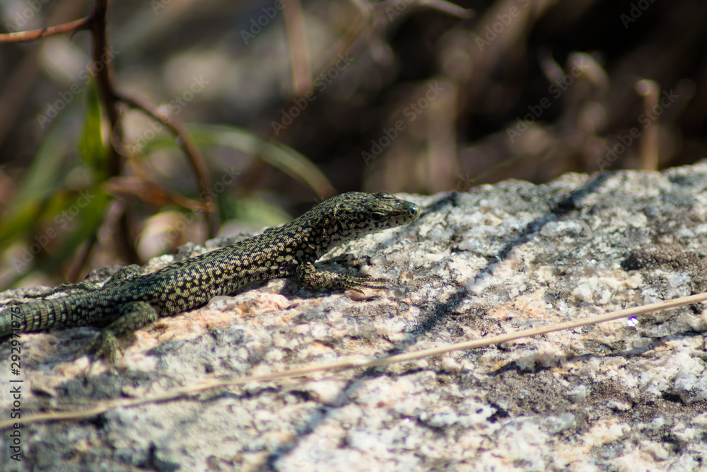 Small lizard (podarcis bocagei) on a rock on a sunny day, side view Small lizard (podarcis bocagei) on a rock on a sunny day, side view