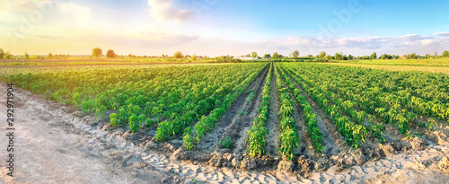 Panoramic photo of a beautiful agricultural view with pepper plantations. Agriculture and farming. Agribusiness. Agro industry. Growing Organic Vegetables