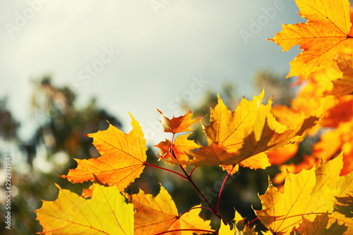 Yellow autumn maple leaves in a forest against the sky. Beautiful autumn nature background