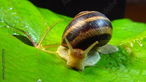 Helix pomatia, common names the Roman snail, Burgundy snail, edible snail or escargot. The snail slowly creeps on a leaf. Fauna of Ukraine. photo