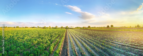 Panoramic photo of a beautiful agricultural view with pepper and leek plantations. Agriculture and farming. Agribusiness. Agro industry. Growing Organic Vegetables photo