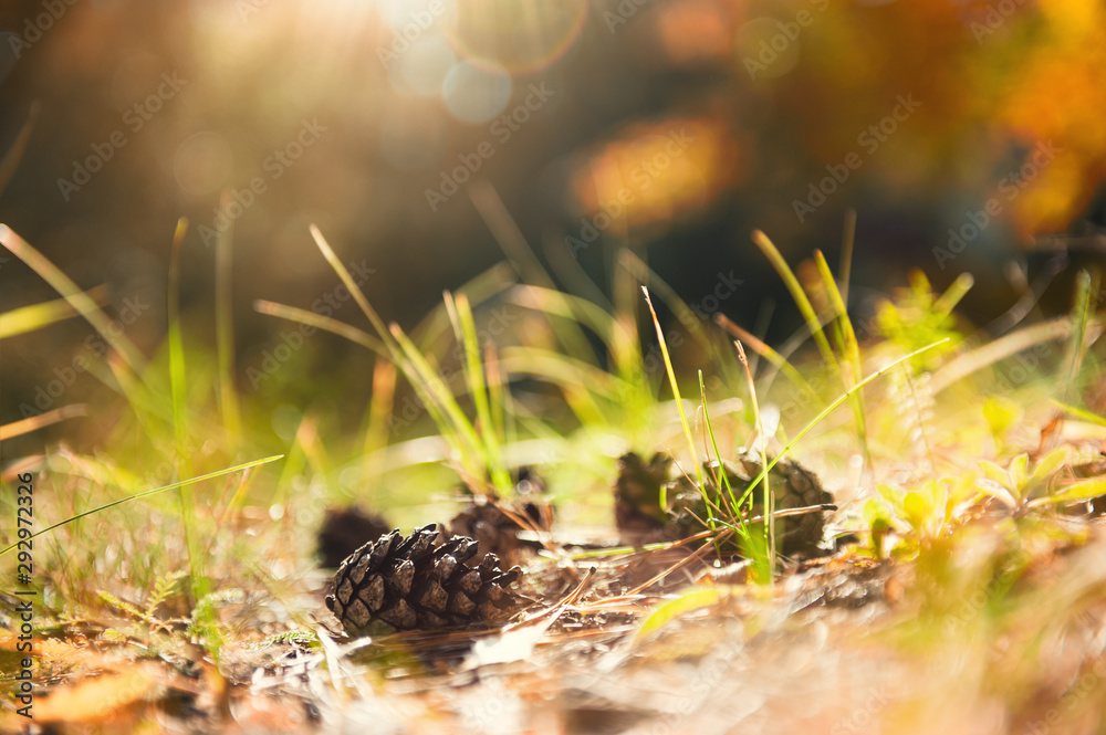 Fir cones on the grass in autumn forest. Macro image, selective focus. Beautiful autumn nature background