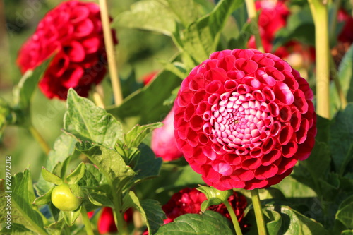 Rote Pompon-Dahlie in einem sommerlichen Garten