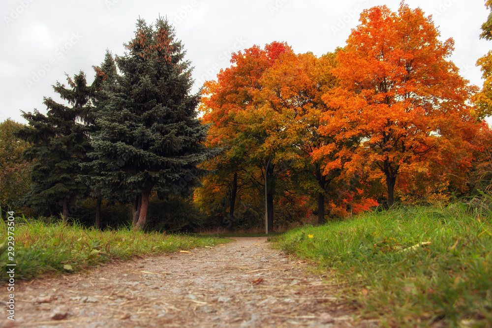 Naklejka premium Beautiful autumn forest. Yellow, red, green trees. Autumn mood