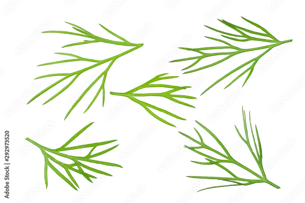 fresh dill isolated on white background. top view fresh dill isolated on white background. top view
