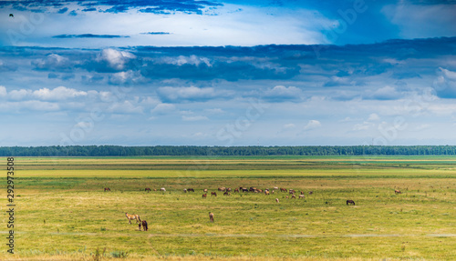 Herd of horses grazing on the field.