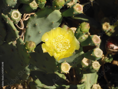 Blume