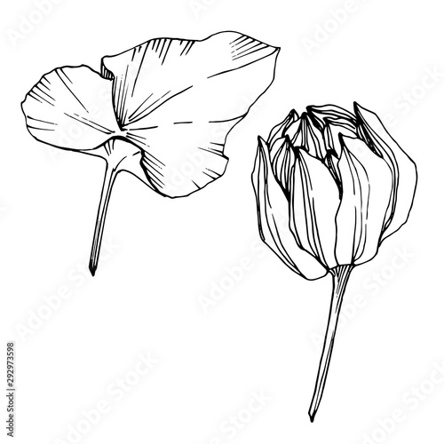 Vector Lotus floral botanical flower. Black and white engraved ink art. Isolated lotus illustration element. photo