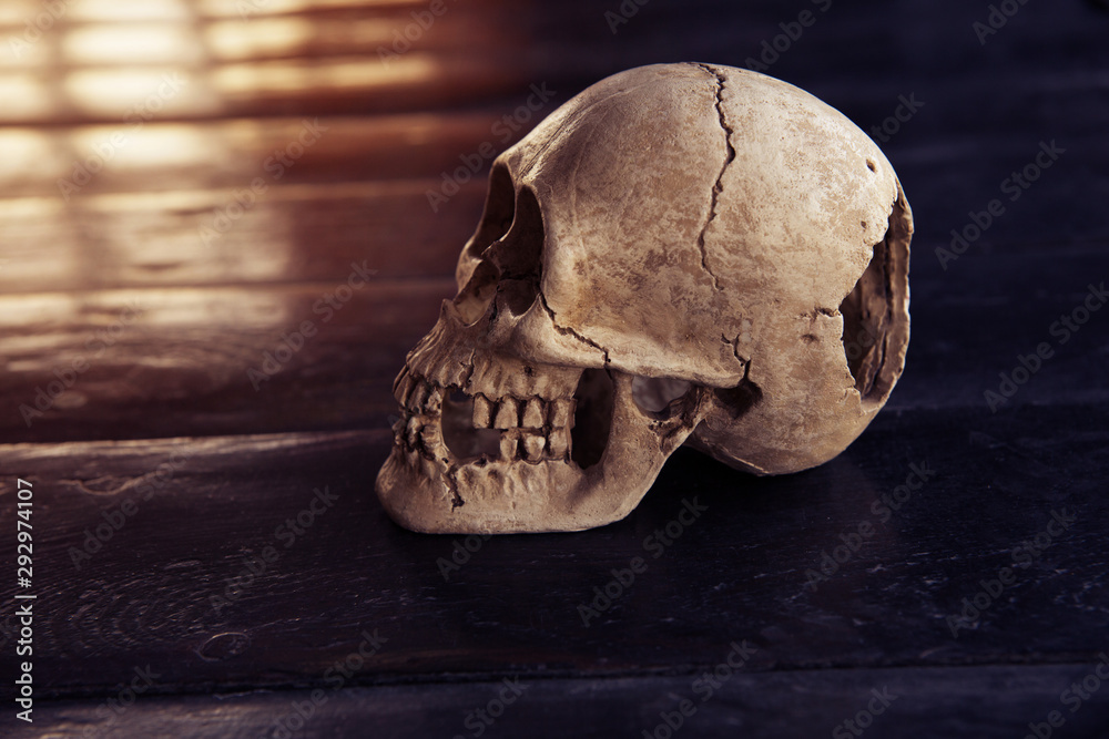 Reconstruction of a non-life-sized human skull, on a wooden brown background and light on the left. Knocked out teeth. Reconstruction of a non-life-sized human skull, on a wooden brown background and light on the left. Knocked out teeth.