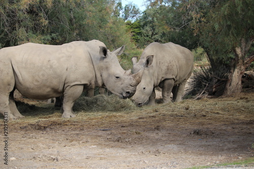 rhino au zoo