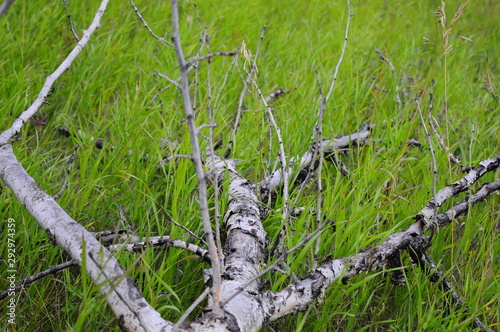 fallen tree