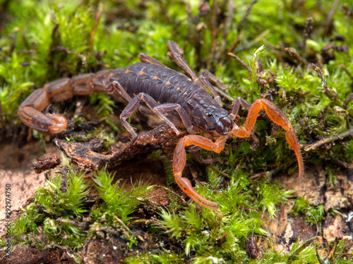 Juvenile Lychas tricarinatus scorpion, 3/4 view. These scorpions are parthenogenetic, which is a natural form of reproduction where females give birth without mating with a male © Ernie Cooper