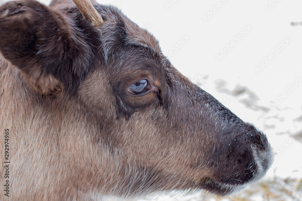 Fototapeta premium Brown deer closeup in the winter time