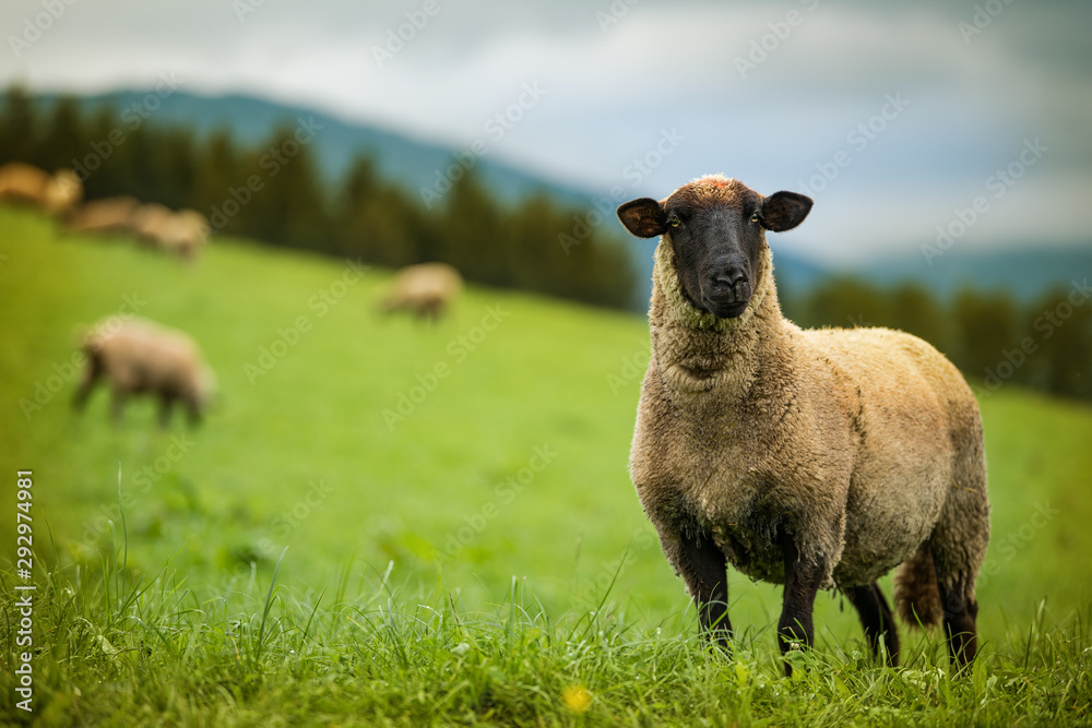 Naklejka premium Sheep on a summer pasture