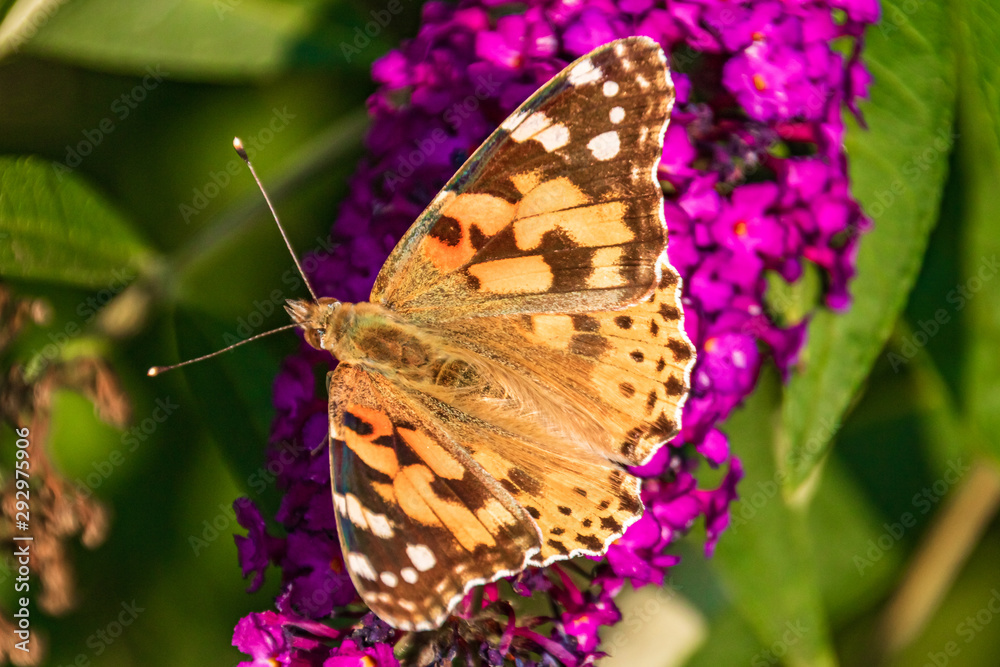 Macro of a beautiful cosmopolitan butterfly on a flower Macro of a beautiful cosmopolitan butterfly on a flower