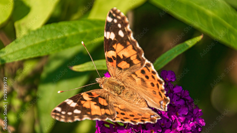 Obraz premium Macro of a beautiful cosmopolitan butterfly on a flower