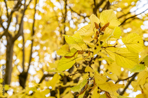a Linden tree with yellow autumn leaves