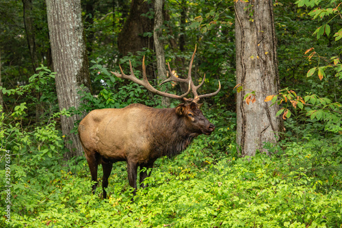 Male Elk In Forest