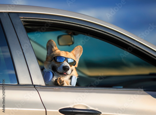 cute red dog puppy Corgi stuck his face out the window of the car and smiles quite while traveling on the road