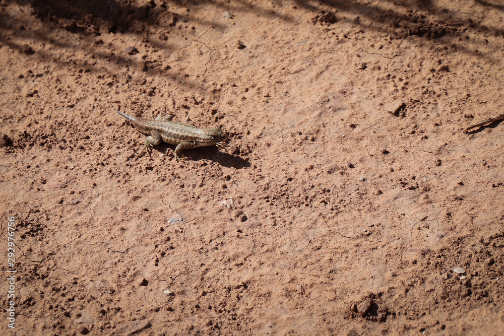Sagebrush Lizard in Mesa Verde National Park Sagebrush Lizard in Mesa Verde National Park