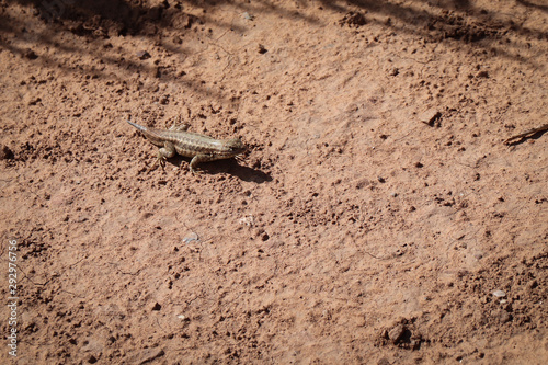 Sagebrush Lizard in Mesa Verde National Park