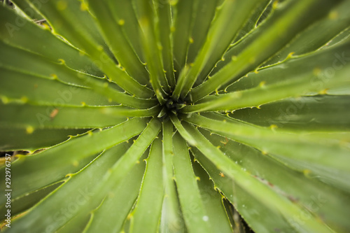 Cactus heart