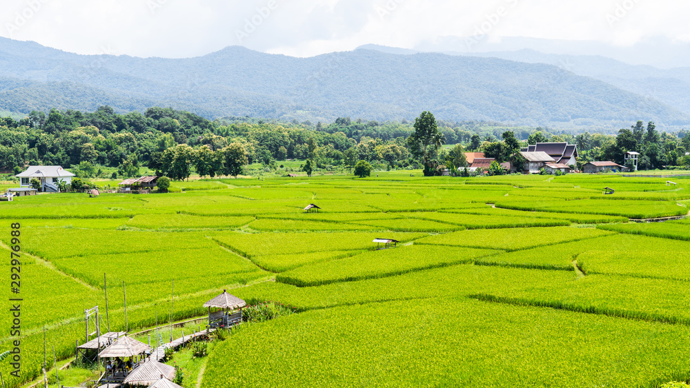 Beautiful rice fields in Thailand.