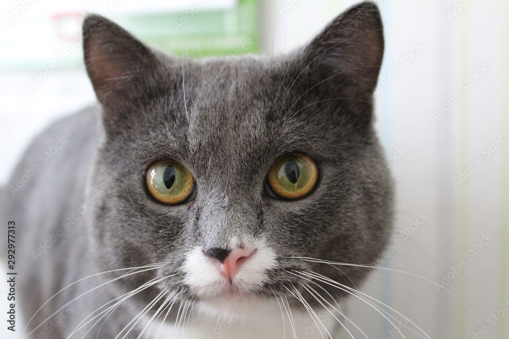 grey cat pet, portrait