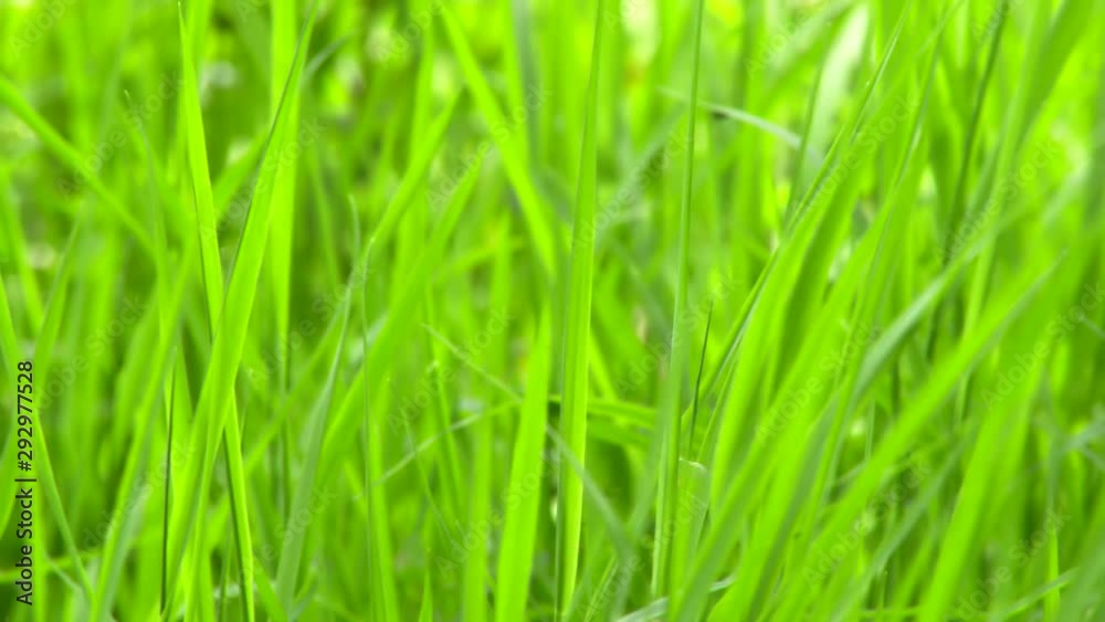 Green grass on the wind. Green grass background Green grass on the wind. Green grass background
