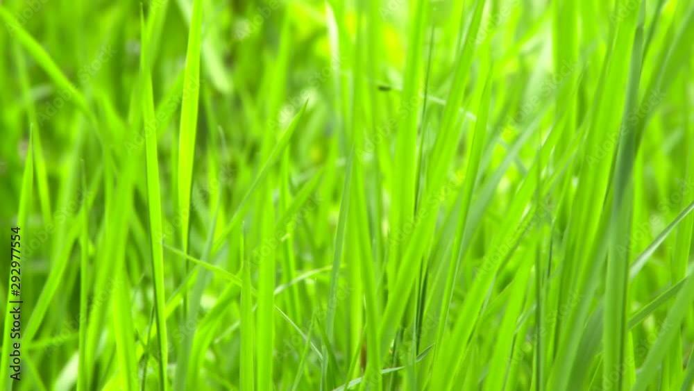 Green grass on the wind. Green grass background Green grass on the wind. Green grass background