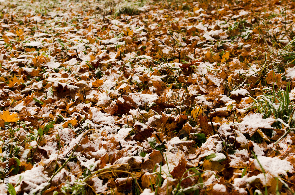 fallen foliage under fresh snow fallen foliage under fresh snow