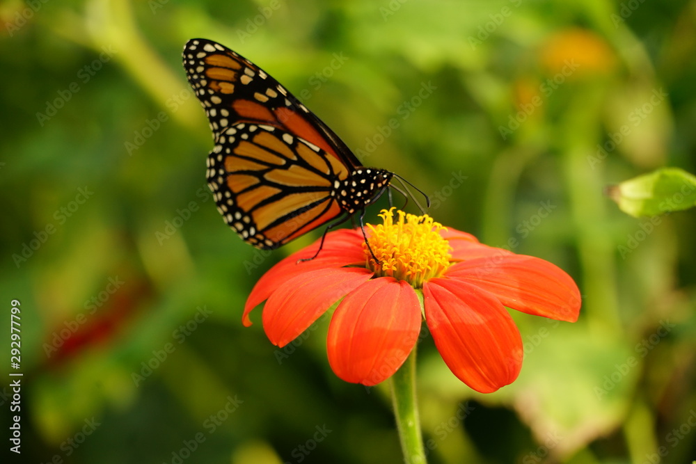 Monarch Butterfly Sitting on a Flower - Danaus Plexippus Monarch Butterfly Sitting on a Flower - Danaus Plexippus