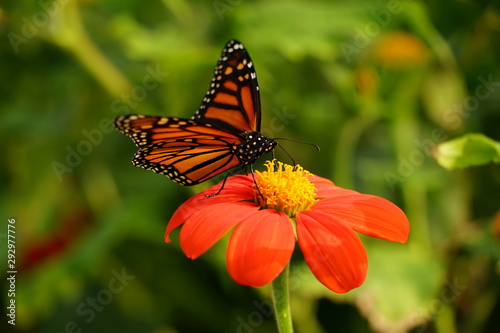 Monarch Butterfly Sitting on a Flower - Danaus Plexippus © Michael
